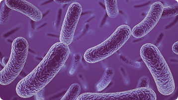 Probióticos probióticos